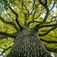 Árbol del Té