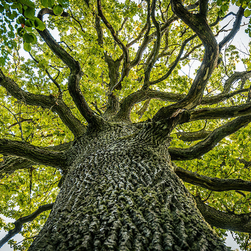 Tea Tree