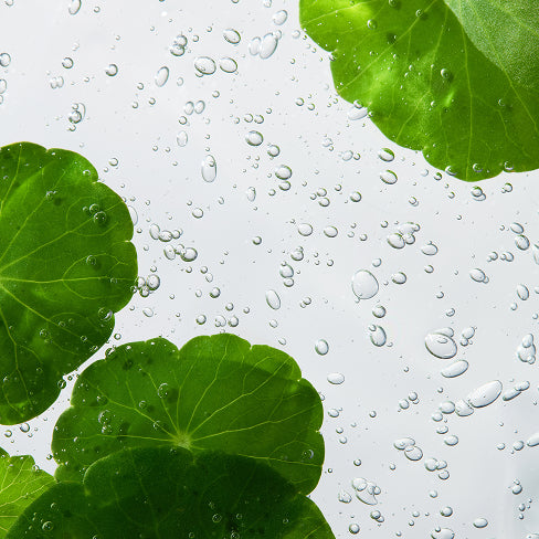 Centella Asiática