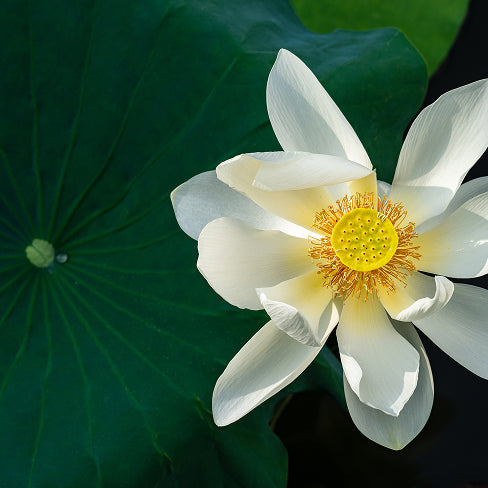 Extracto de Nenúfar