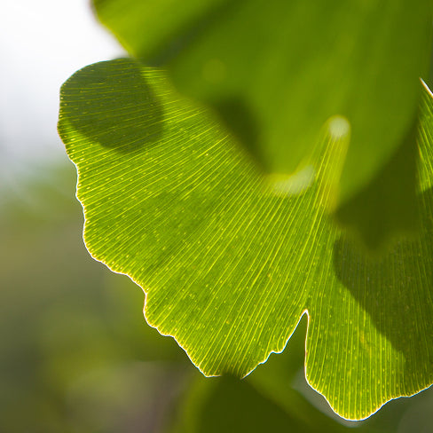 Ginkgo